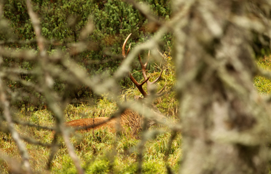 Driemajúci v nedostupnom teréne
