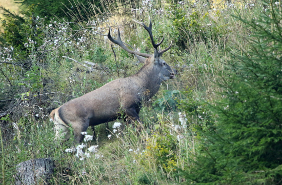 Keď osmáčisko uniká...