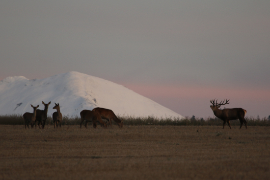 Dnešná októbrová ruja za mrazivého rána