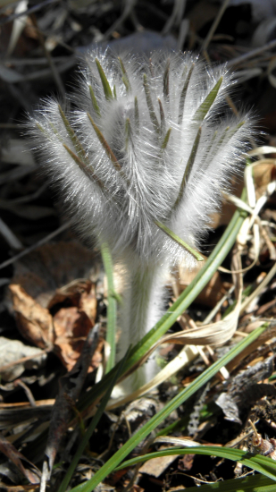 poniklec pred kvetom