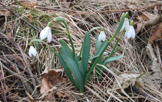 Veľkonočné snežienky