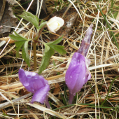 Duo 3