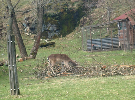 daniel z farmového chovu