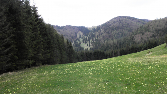 Kopanec