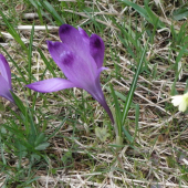 Duo 4