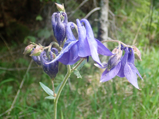 orliček obýčajný