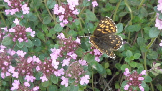 hájovník prvosienkový