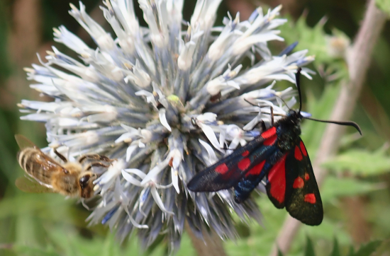 vretienka päťbodá