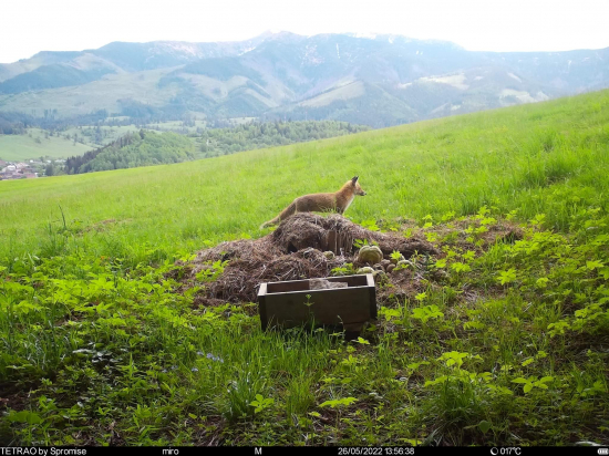 Líška bola na kontrole