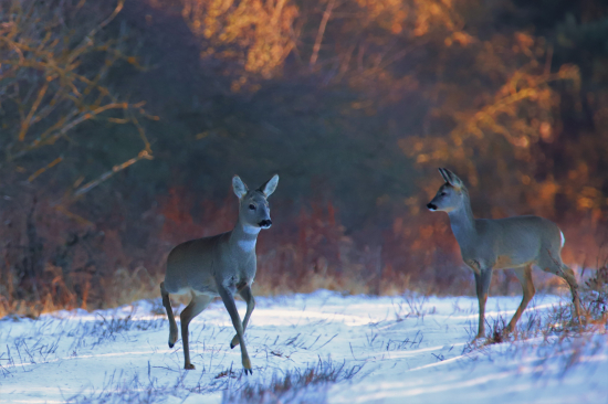 Keď lúče sfarbujú tiene lesa