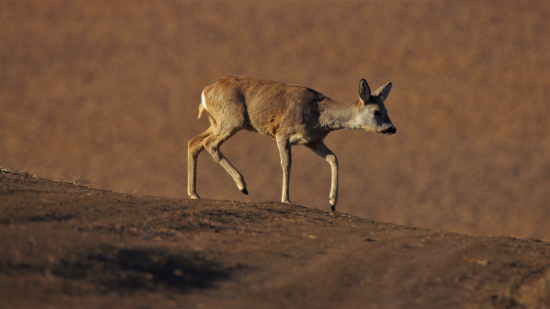 Len tak si kráčala....