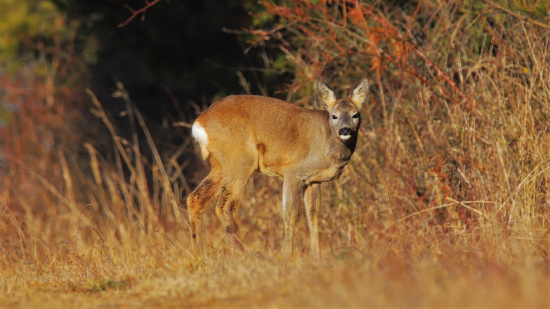 Keď sa stretnú pohľady