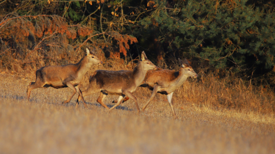 Mládež vyráža do ulíc