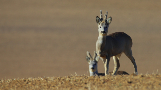 Dvaja uprostred poľa