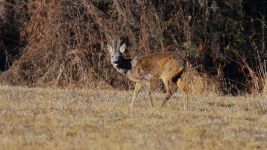 Žeby už prezliekal kabát?