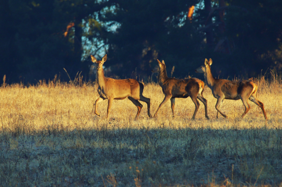 Slečny  na slnečnom  móle