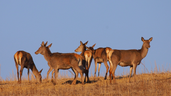 Medzi čarovnými lúčmi