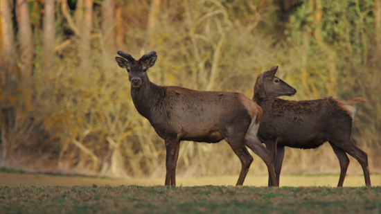 Statní chlapi z pod Tatier