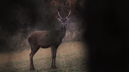 Keď konáre robia zlosť