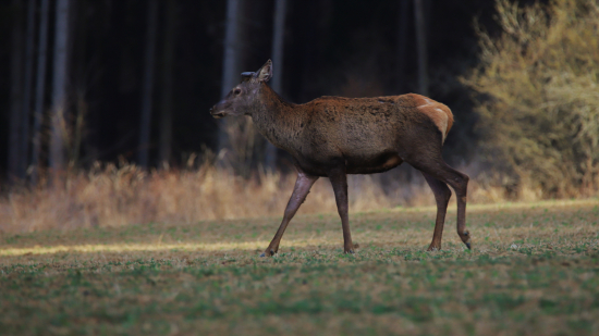 Jarné ráno pri lese