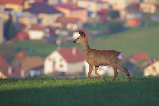 Prechádzka s vyhľadom