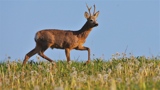 Srnček s odkvitnutými púpavami