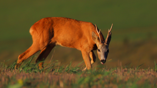 Nedôverčivý pohľad....
