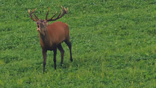 Pieseň lesnej lásky