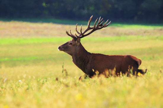 Rozbehnutý 18- torák