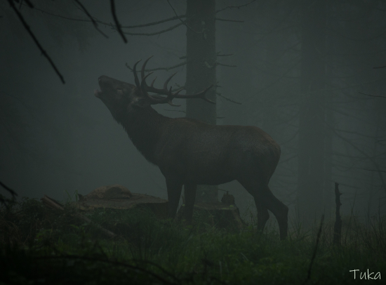 Na hrebeňoch hôr..