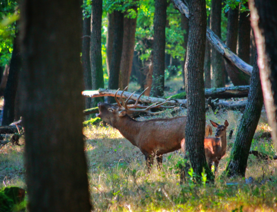 Na pár sekúnd sa ukázal