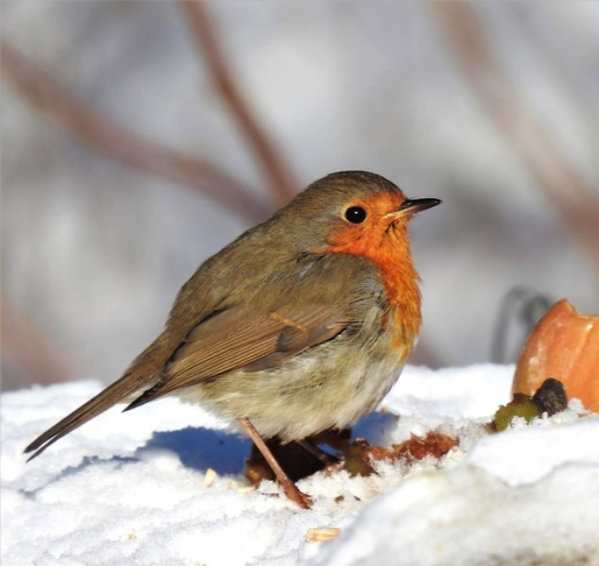 červienka obyčajná