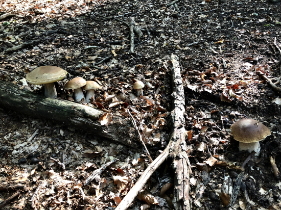 Jedného krásneho slnečného dňa