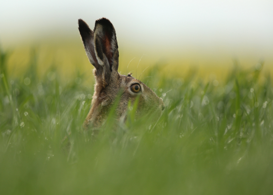 A predsa vykukol :-)