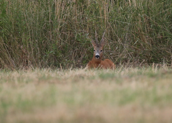 vegetí no všetko sleduje :-)