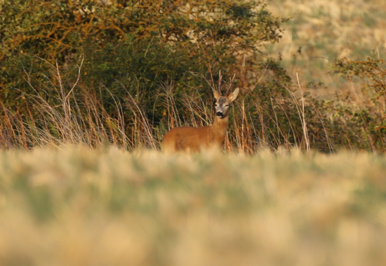 fešák na obzore :-)