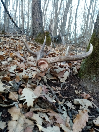 Februárové pohľady