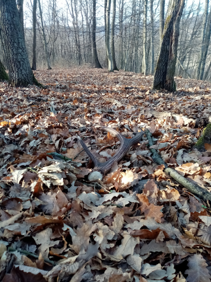 Rovno na neho som prišiel