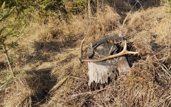 Aj mne sa jeden ušiel