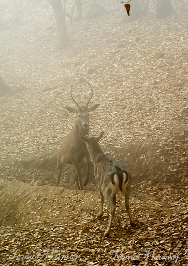 Jeleň špicák vs. daniel gombičkár