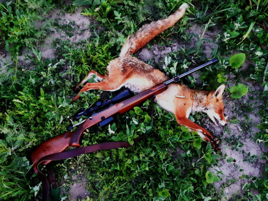 Kmotra (skúška pušky pred sezónou)