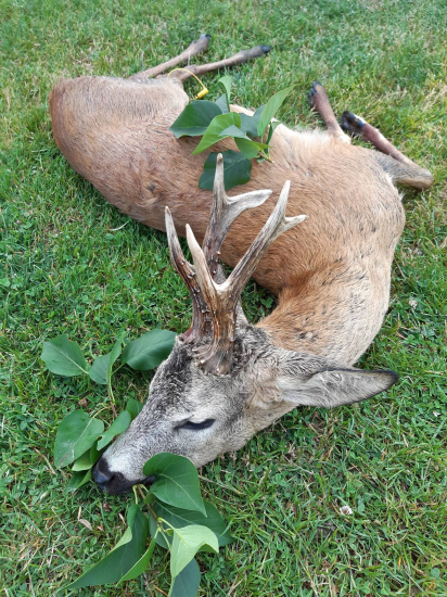 Srnec na jubileum 50.