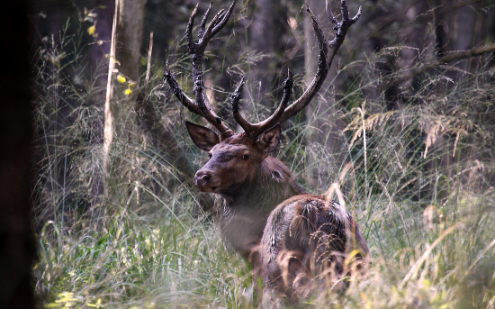 Koupání v ranní rose