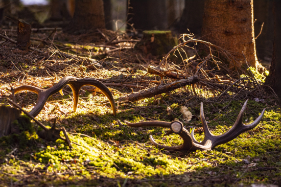 Srdiečko podskočilo 2023