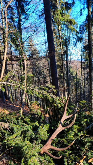 Starý horal