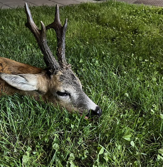 Srnčia ruja 2023 Ujo Janes Marcin