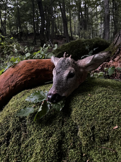 Konečne riadny srnec