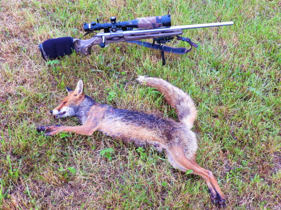 I ten lišok času zhon