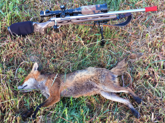 Prašivina stále panuje