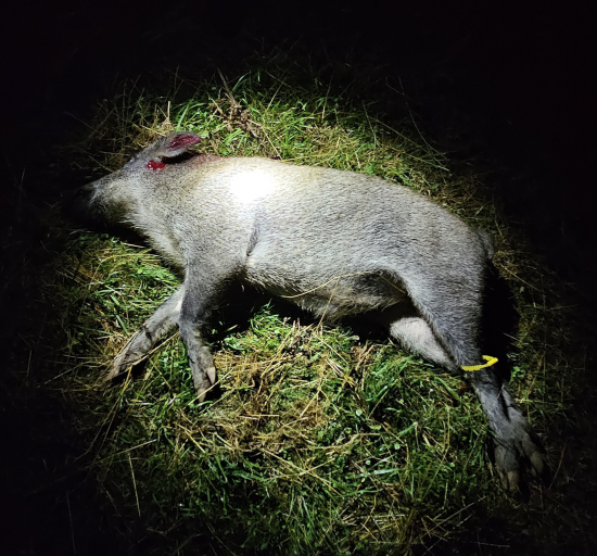 Úspešný podvečer